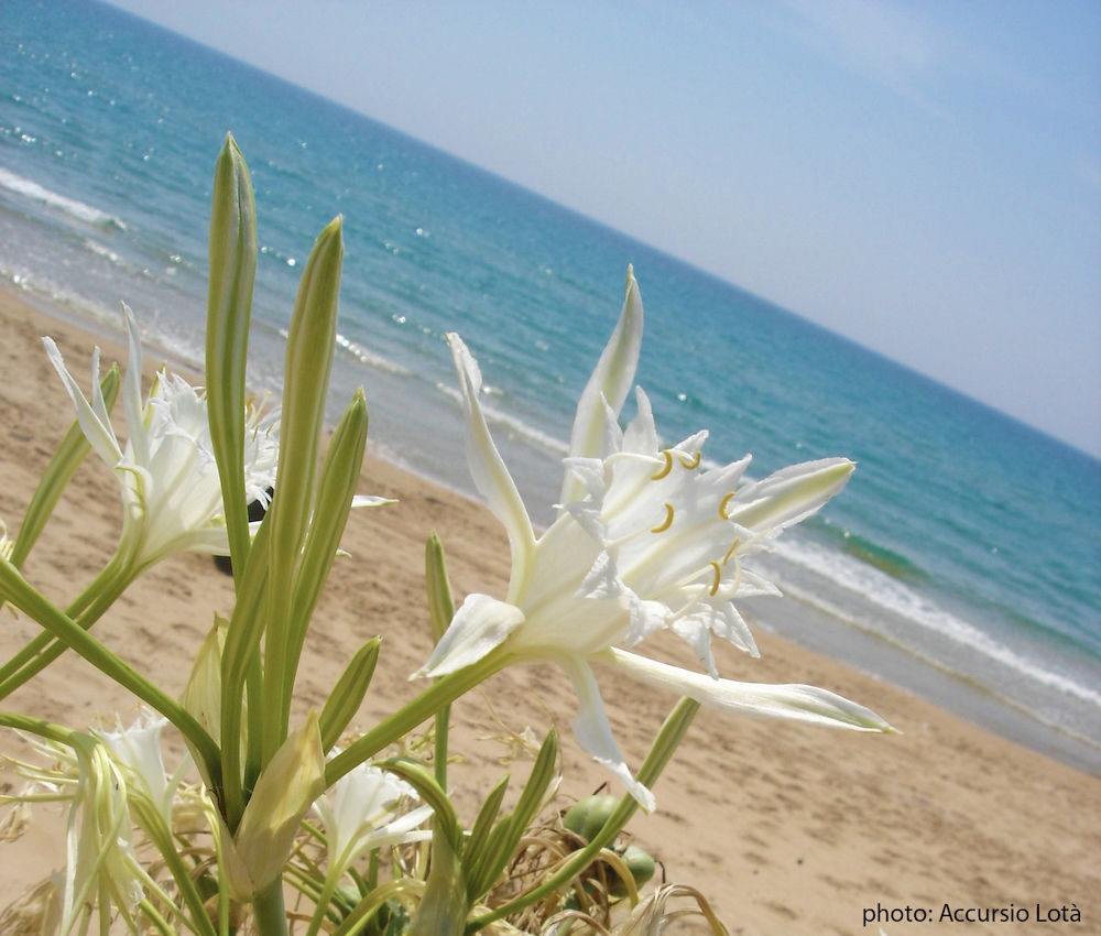 Villa Fiori Beach Menfi Exteriér fotografie